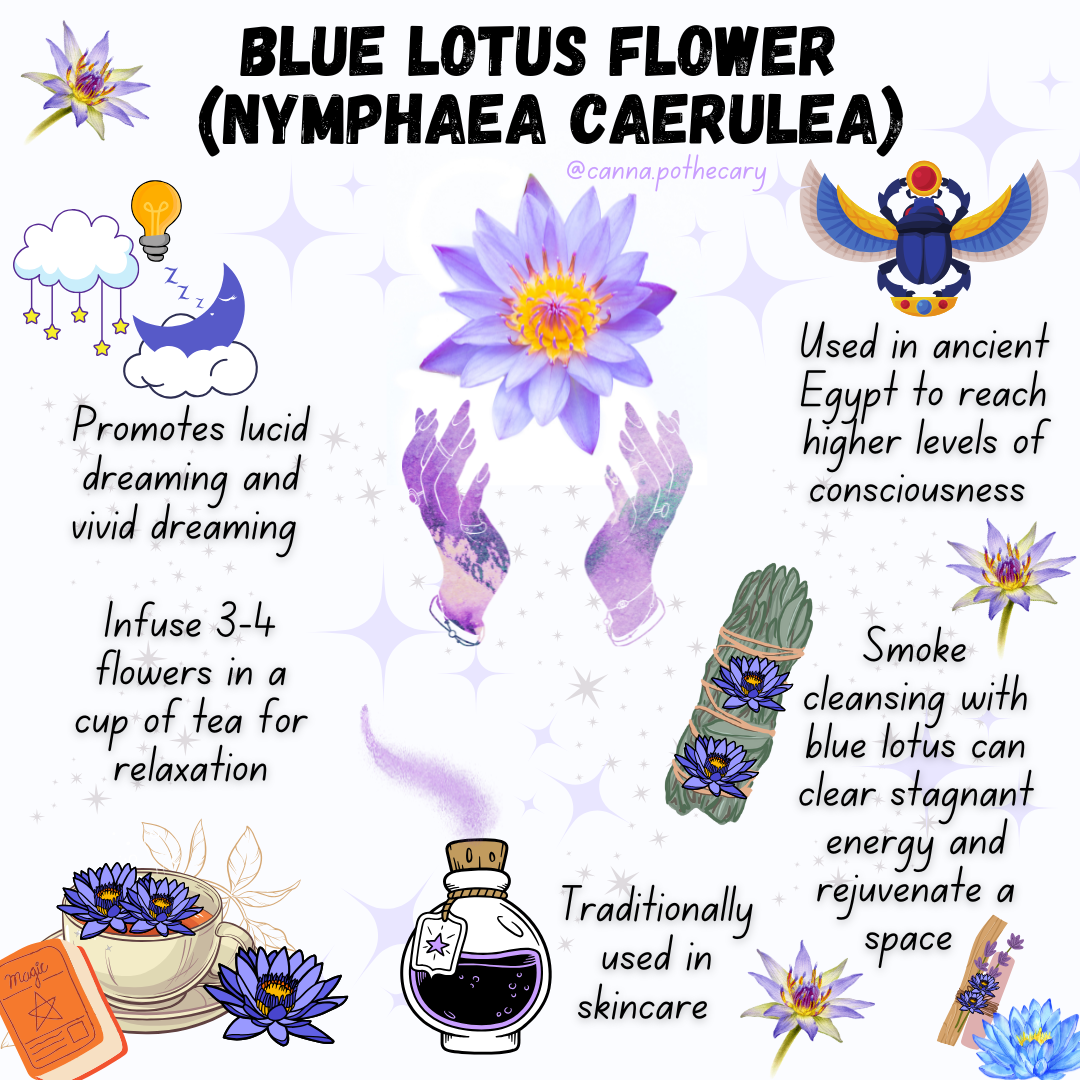 Organic Blue Lotus Flower Organic Royal Sri Lanka (Nymphaea Caerulea) 1 oz (28g) - WHOLE FLOWERS - Lucid Dreaming - Spiritual Tea